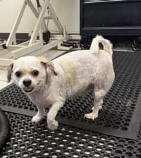 Roscoe - Photo 3