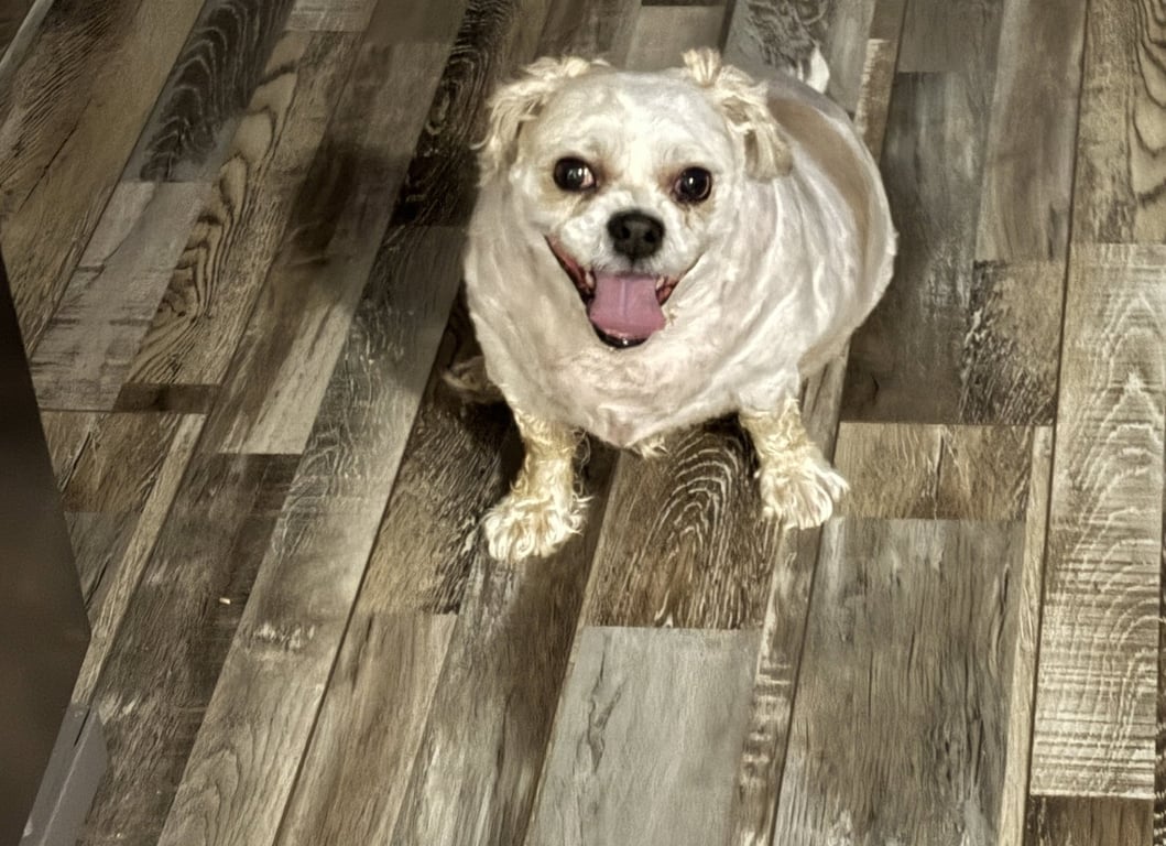 Roscoe Image