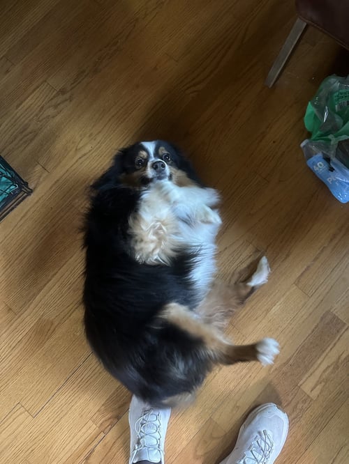 BOW - Australian Shepherd available for adoption