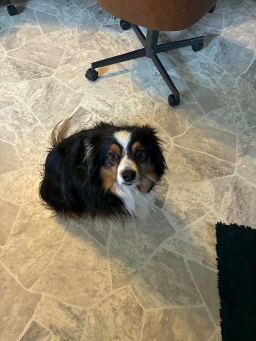 BOW - Australian Shepherd available for adoption