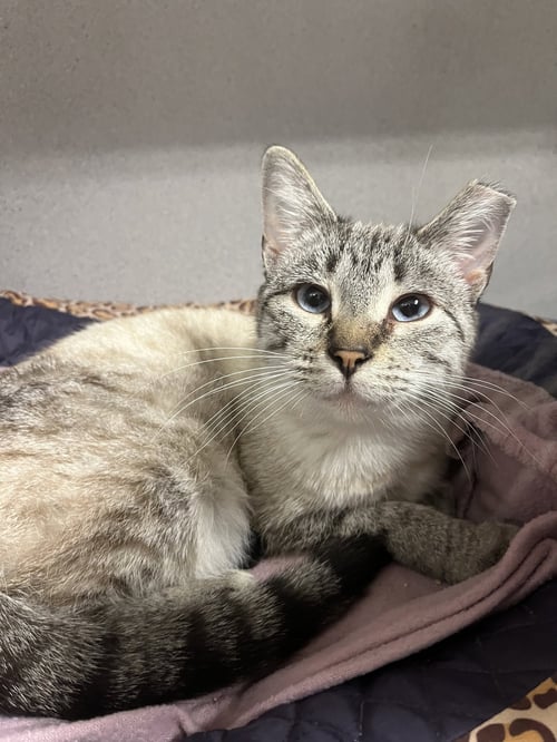 ELLEN - Siamese / Tabby for adoption in Cedar Rapids