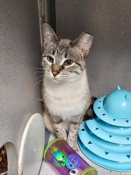 ELLEN - Siamese / Tabby available for adoption