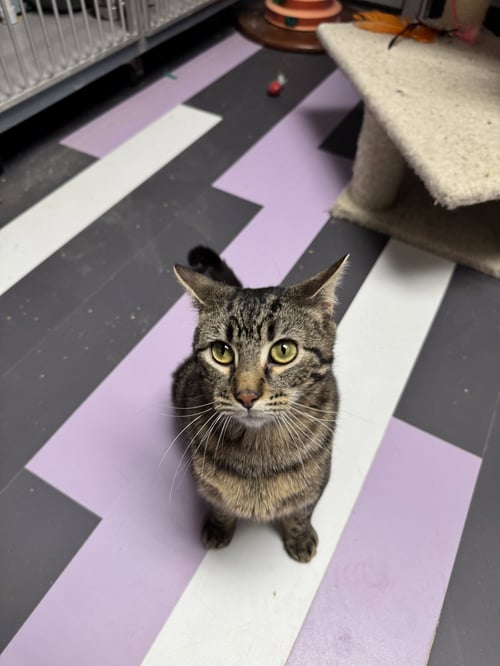 THUNDERDOME - Domestic Short Hair available for adoption