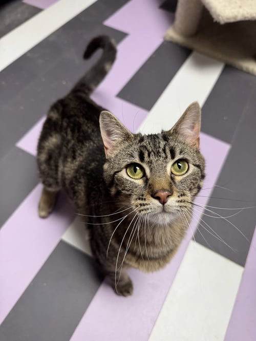 THUNDERDOME - Domestic Short Hair available for adoption