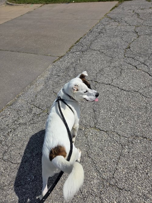DR. SEUSS - Pit Bull Terrier / Labrador Retriever available for adoption