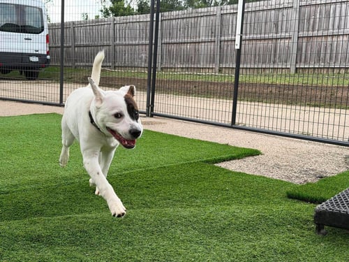 DR. SEUSS - Pit Bull Terrier / Labrador Retriever available for adoption