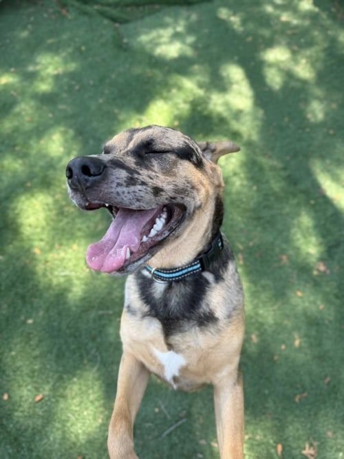 PUDGE - Hound available for adoption
