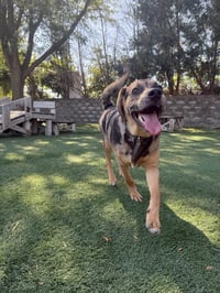 Pudge - Photo 1