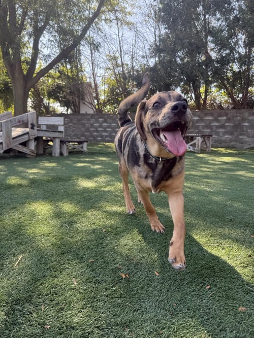PUDGE - Hound available for adoption