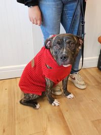 Timmy - Photo 3