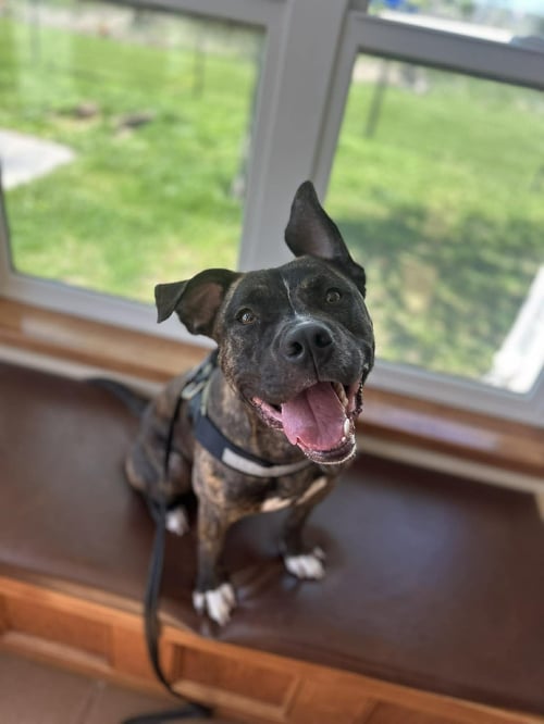 TIMMY - Pit Bull Terrier / Boxer available for adoption