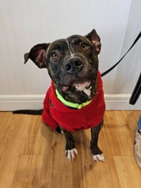 Timmy - Photo 2