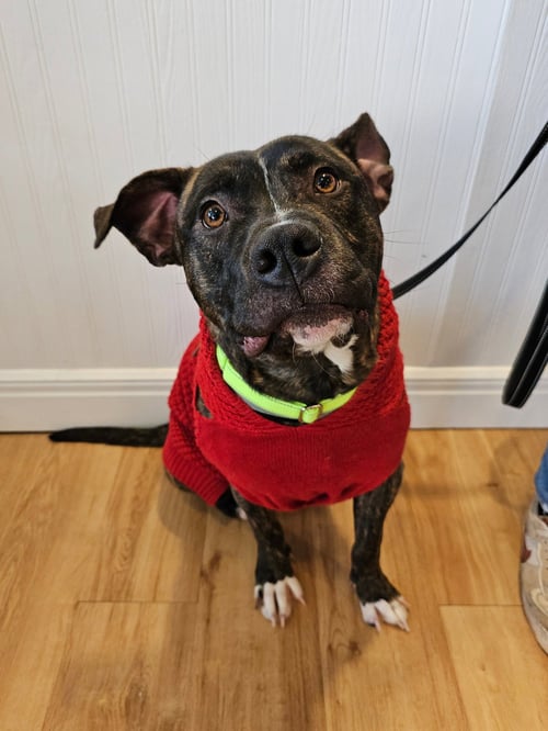 TIMMY - Pit Bull Terrier / Boxer available for adoption
