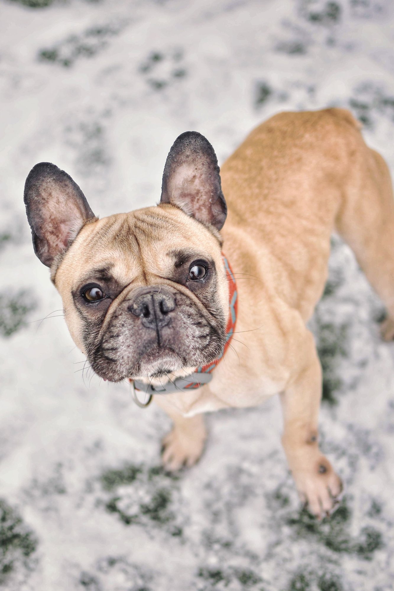 DWAYNE - French Bulldog available for adoption