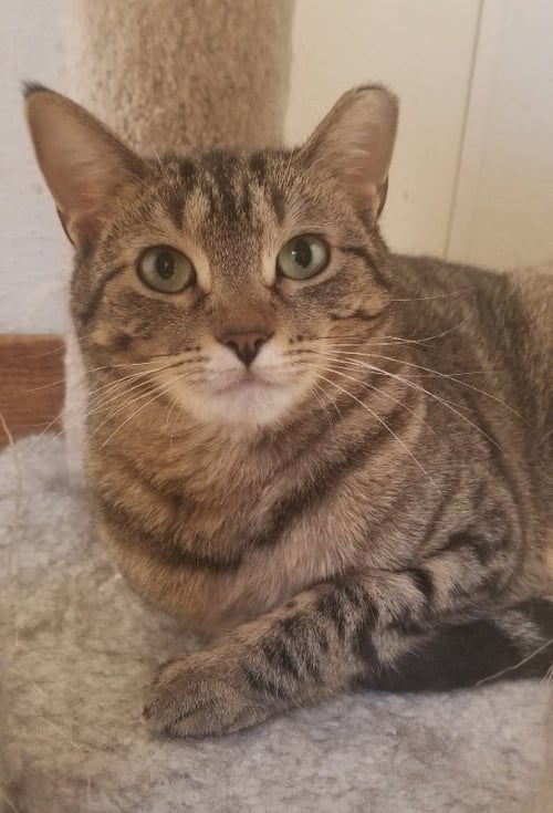 STARR - Domestic Short Hair available for adoption