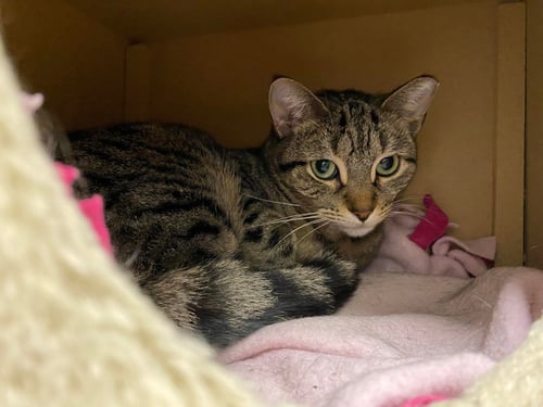 STARR - Domestic Short Hair available for adoption