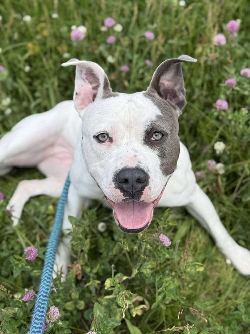 LILAC - Pit Bull Terrier available for adoption