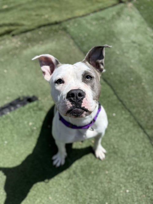 LILAC - Pit Bull Terrier available for adoption