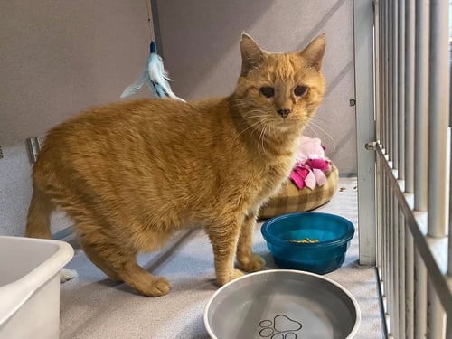 TINK - Domestic Short Hair available for adoption