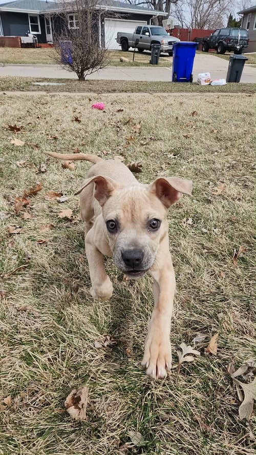 BAILEY LOU - American Bulldog / American Pit Bull Terrier available for adoption
