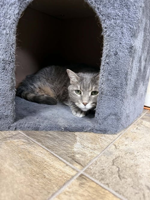 BELLA - Domestic Short Hair available for adoption