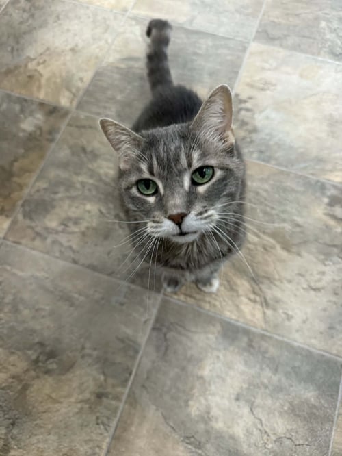 BELLA - Domestic Short Hair available for adoption