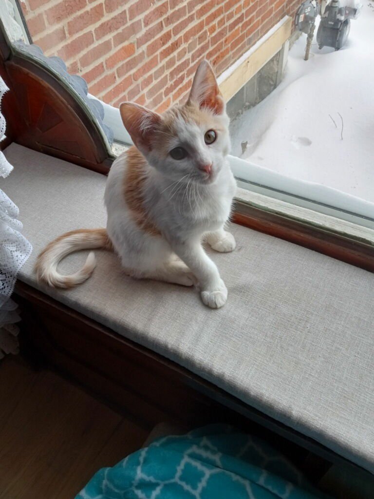 FENNEC - Domestic Short Hair available for adoption