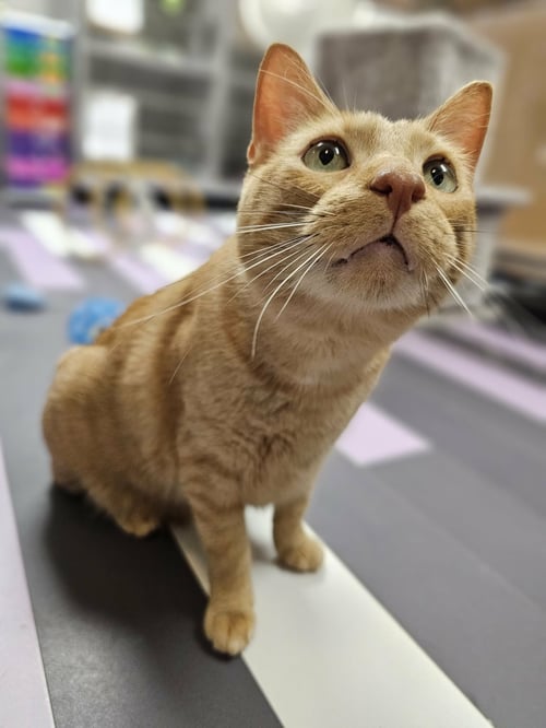 TONY - Domestic Short Hair available for adoption