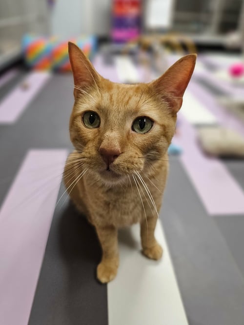 TONY - Domestic Short Hair for adoption in Cedar Rapids