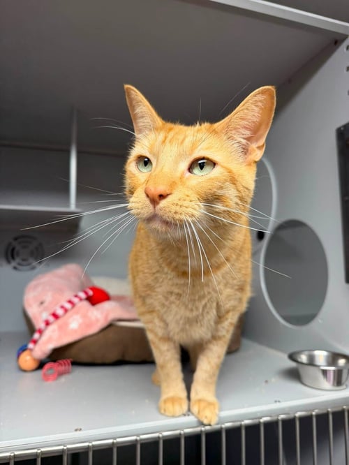 TONY - Domestic Short Hair available for adoption