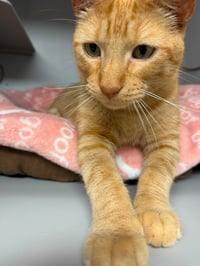Tony - Photo 3