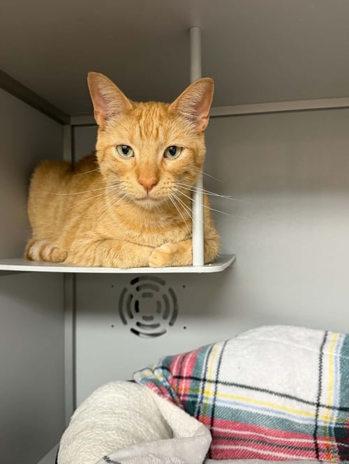 TONY - Domestic Short Hair available for adoption