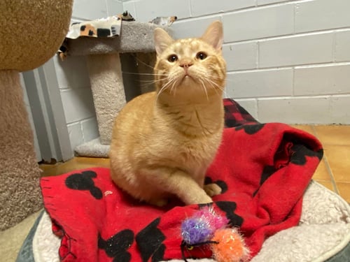 LIAM - Domestic Short Hair for adoption in Cedar Rapids