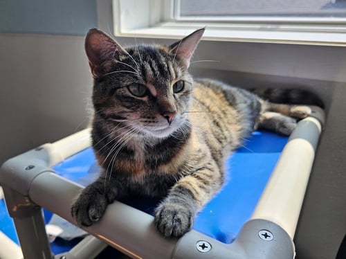 STAR #2 - Torbie available for adoption