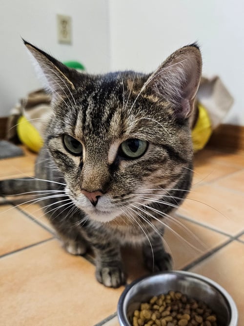 STAR #2 - Torbie available for adoption