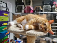 Butters - Photo 4