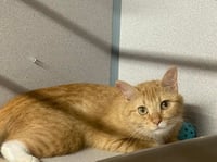 Butters - Photo 7