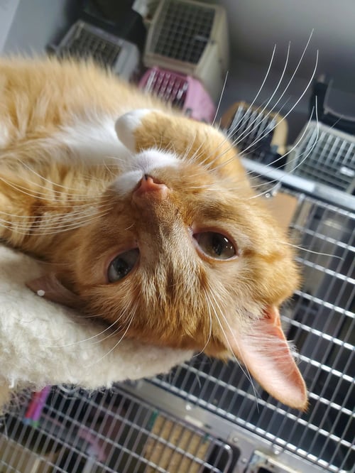 BUTTERS - Domestic Short Hair available for adoption