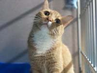 Butters - Photo 5