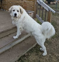 Thor - Photo 1