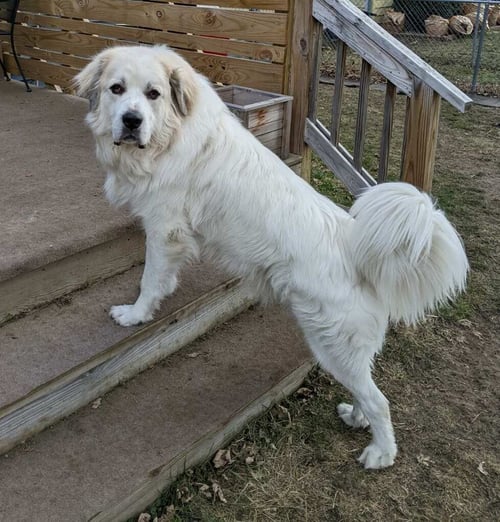 THOR - Great Pyrenees available for adoption