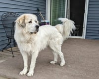 Thor - Photo 3