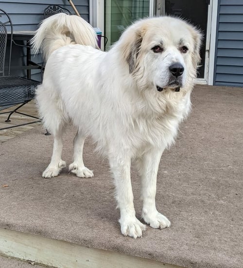 THOR - Great Pyrenees available for adoption