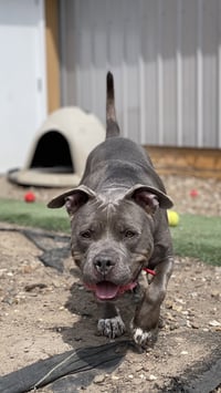 Porkchop - Photo 5