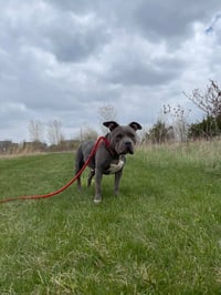 Porkchop - Photo 4
