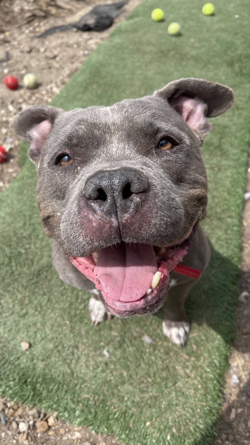 PORKCHOP - American Bulldog / American Staffordshire Terrier available for adoption