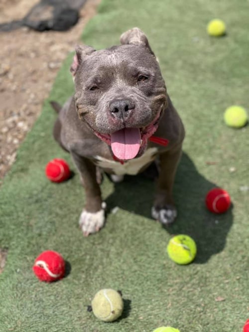 PORKCHOP - American Bulldog / American Staffordshire Terrier available for adoption