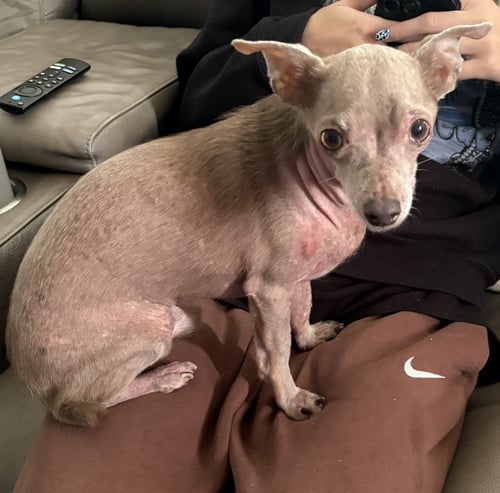 GUS - Chihuahua available for adoption