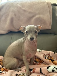 Gus - Photo 1