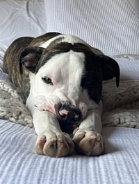 Jax - Photo 2